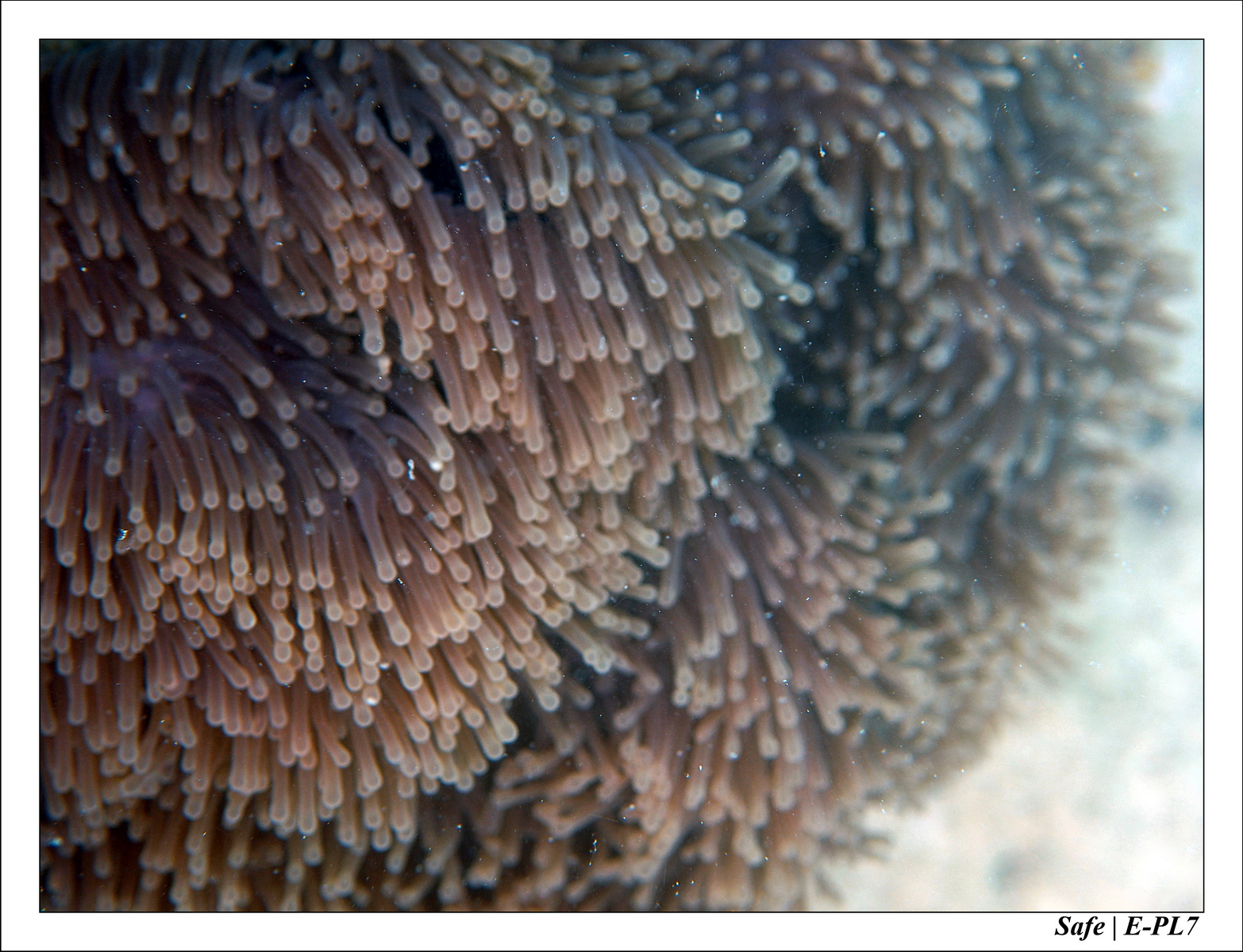 2018 - 08 - Pulau Besar - 09